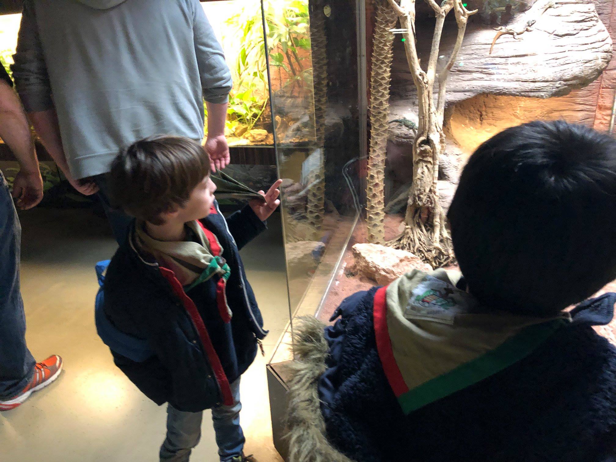Sint-Martinus den XIIde - Zoo Antwerpen Kapoenen